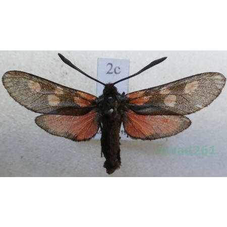 Zygaena trifolii (Esper, 1783) Kraśnik pięcioplamek Czech2c